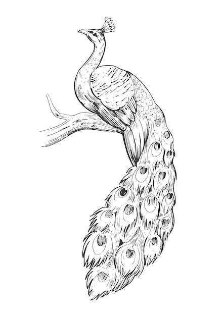 Sketch of peacock. hand drawn illustrati... | Premium Vector #Freepik #vector #peacock #bird-sketch #watercolor-bird #bird-drawing Peacock Sketch, Peacock Coloring Pages, Peacock Drawing, Easy Drawing Steps, Drawing Tutorials For Kids, Peacock Painting, Peacock Art, White Drawing, Drawing For Beginners