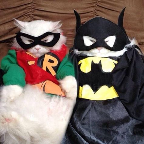 catman & boy wonder Halloween Cat Matching Pfp, Halloween Cats Matching Pfp, Cat Duo Pfp, Cute Halloween Pfp, Kitty Matching Pfp, Matching Cat Pfp, Batman Cat, Batman & Robin, Chat Halloween