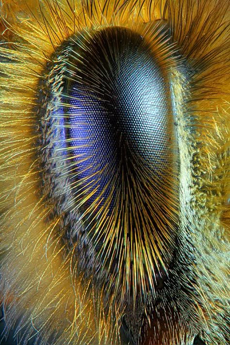 Eye of a honeybee, from Scientific American.  The pencil sculpture elsewhere on this board is, to my eye (!), inspired by this view of nature. Macro Fotografie, Regard Animal, Foto Macro, Beautiful Bugs, Bee Art, Bugs And Insects, Honey Bees, Bees Knees, Save The Bees