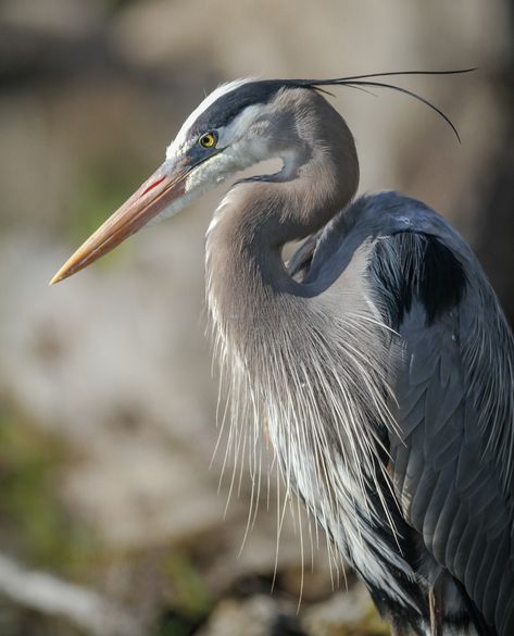 Heron Photography, Heron Tattoo, Heron Photo, Regard Animal, Heron Art, Cuyahoga Valley National Park, Grey Heron, Great Blue Heron, Field Notes