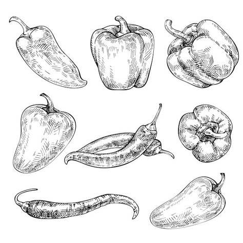 Bell Pepper Sketch, Bell Pepper Tattoo, Bell Pepper Illustration, Bell Pepper Drawing, Peppers Drawing, Drawings Of Fruit, Vegetables Sketch, Taco Tattoo, Pepper Drawing