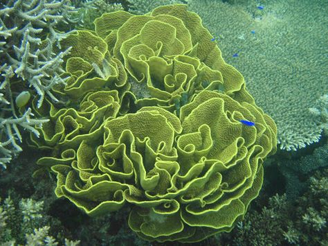 lettuce coral - Google Search Coral Reference, Lettuce Coral, Intro To Art, Ocean Diy, Sea Scape, Underwater Diving, Water Creatures, Lettuce Leaves, Creative Pattern