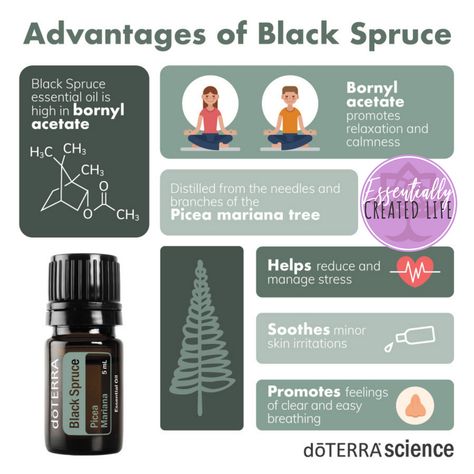 See ALL The Benefits Of Black Spruce!!!! Get 10% OFF In November 2020! Click The Link Below To Grab Yours! http://www.doterra.com/US/en/create-cart/retail?OwnerID=8875729&salesOrg=USOTG&60206220=1 my.doterra.com/EssentiallyCreated Black Spruce Essential Oil, Spruce Essential Oil, Black Spruce, Wellness Workshop, Essential Oil Safety, Essential Oils Blends, Essential Oil Companies, What Are Essential Oils, Doterra Oil