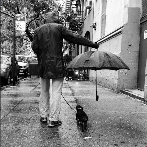 Best Umbrella, Dachshund Love, Appaloosa, Quarter Horse, Jolie Photo, Black White Photography, Mans Best Friend, 귀여운 동물, In The Rain