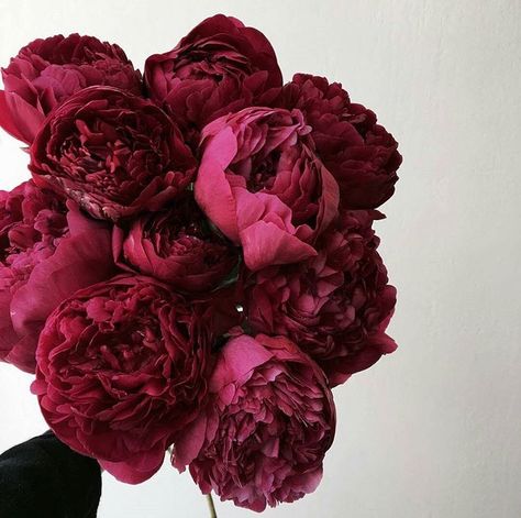 Ftd Flowers, Red Peonies, Nothing But Flowers, Burgundy Flowers, No Rain, Flower Therapy, Beautiful Bouquet Of Flowers, Luxury Flowers, Flower Quotes