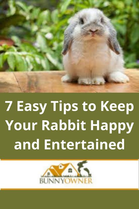 Easy Diy Toys, Rabbit Cage Ideas, Rabbit Cages Outdoor, Rabbit Tips, Toys For Rabbits, Rabbits Toys, Rabbit Pose, Indoor Rabbit Cage, Flemish Giant Rabbit