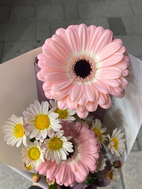 Pink Daisy Aesthetic, Gerbera Daisy Aesthetic, Pink Daisy Bouquet, Daisy Flower Bouquet, Daisies Bouquet, Pink Gerber Daisy, Daisy Aesthetic, Gerbera Daisy Bouquet, Pink Gerbera Daisy