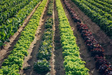 Wide rows help you grow more food and take full advantage of limited vegetable garden space. Find some options and ideas for laying them out. Garden Rows, Row Gardening, Vegtable Garden, Vegetable Farm, Cold Frames, Garden Layout Vegetable, Vegetable Farming, Farm Layout, Garden Design Layout