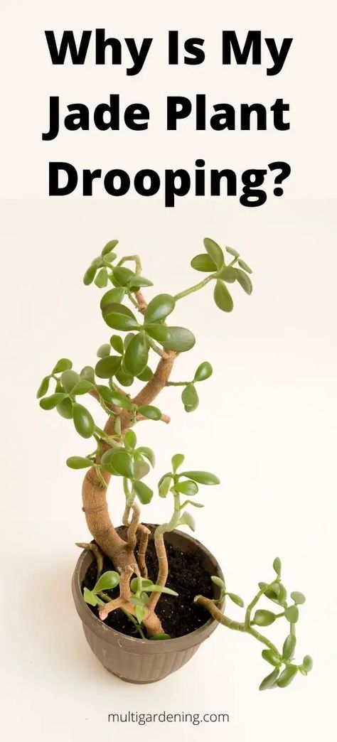 Why Is My Jade Plant Drooping (causes/solutions) - Multigardening How To Care For Jade Plant Indoors, Jade Plants Care, Jade Plant Care Indoor, Jade Plant Decor Ideas, Jade Plant Propagation, Jade Plant Pruning, Money Plant Decor, Plant Aesthetics, Jade Plant Bonsai