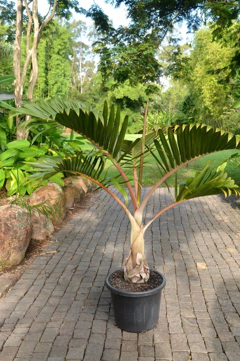 Hyophorbe lagenicaulis (Bottle Palm) Bottle Palm Tree, Bottle Palm, Plants House, Coffee Tree, Old Bar, Internal Design, Growing Indoors, Pool Deck, Pool Patio