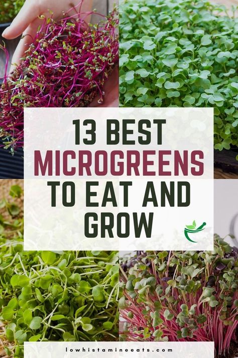 Indoor Salad Garden, Micro Greens Growing, Microgreen Business, Microgreens Recipe, High Histamine Foods, Salad Garden, Histamine Foods, Eggs Spinach, Micro Herbs