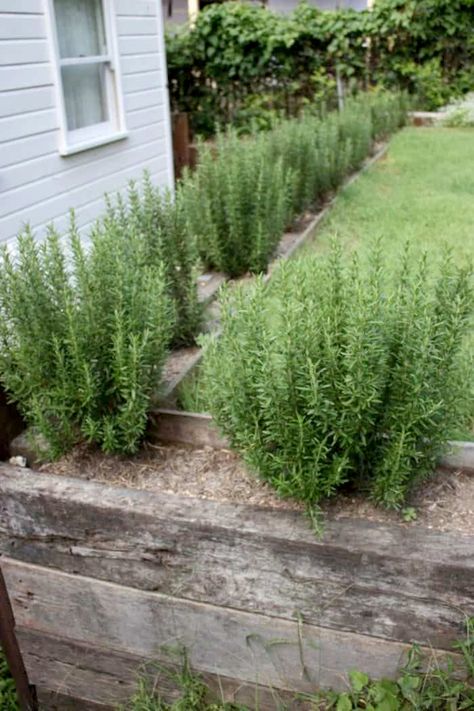 Would you like to remodel your home with the best products at a low price or on a low budget? Then go to rexgarden.com now and see the best reviews so you can get the home of your dreams without spending a lot of money. #house #garden #gardening #housedecor Rosemary Hedge, Plant Rosemary, Rosemary Garden, Evergreen Landscape, Tattoo Plant, Landscape Yard, Garden Hedges, Rosemary Plant, Backyard Farm