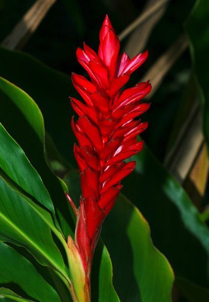 Red Ginger (Alpinia purpurata), also called Ostrich Plume and Pink Cone Ginger, are native Malaysian plants with showy flowers on long brightly colored red bracts. They look like the bloom, but the true flower is the small white flower on top.  Its two varieties are called Jungle King and Jungle Queen. Ginger Plants, Hawaiian Plants, Tattoo Plant, Pink Ginger, Ginger Plant, Ginger Flower, Red Ginger, Strange Flowers, Red Plants