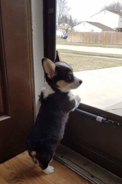 Cute Corgi Puppy, Baby Animals Pictures, Corgi Puppy, Fluffy Animals, Cute Dogs And Puppies, Corgi Dog, Cute Animal Photos, Cute Animal Pictures