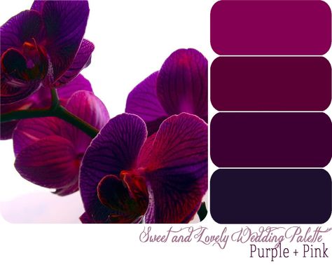 Purples-grape, burgundy, raisin, magenta Plum Pink Color Palette, Crochet Colorways, Wedding Color Schemes Purple, Magenta Wedding, Purple Pink Color, Wedding Colors Purple, Purple Color Palettes, Color Palette Pink, Wedding Palette