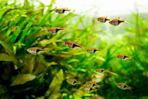 Community Aquarium, Aquatic Design, Aquarium Store, Underwater Plants, Sensitive Plant, Brine Shrimp, Live Aquarium Plants, Live Aquarium, Plant Nutrients