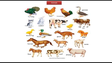 Domestic Animals Chart, Young Ones Of Animals, Animals Chart, Kids Learning Charts, Animal Pictures For Kids, Farm Animals Preschool, Animals Name In English, Preschool Charts, Animals Name