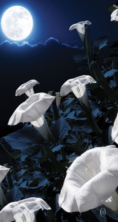 moonflowers Daturas Aesthetic, Companion Planting Chart, Night Blooming Flowers, Autumn Clematis, Moon Flowers, Angel Trumpet, Trumpet Vine, Night Flowers, Moon Garden