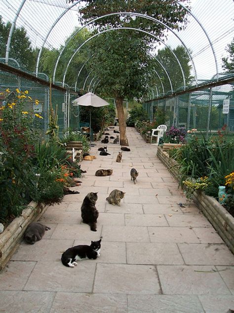 Animal Shelter Design, Cat Paradise, Catio Ideas, Cat Farm, Cat Fence, Cat Enclosures, Cat Patio, Cat Hotel, Garden Fence Ideas