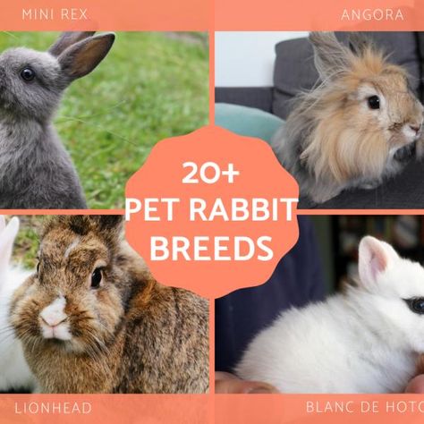 Silver Fox Rabbit, Bunny Breeds, Himalayan Rabbit, Mini Rex Rabbit, New Zealand Rabbits, Show Rabbits, Dutch Rabbit, Rabbit Breeds, Dog Breeds List