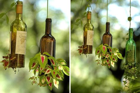 Simply remove a bottom of section of the bottle to let the plant grow. Beer Bottle Diy, Plantarea Legumelor, Beer Bottle Crafts, Glass Bottle Art, Growing Pineapple, Bottle Projects, Garden Statuary, How To Grow Tomatoes, Pineapple Planting