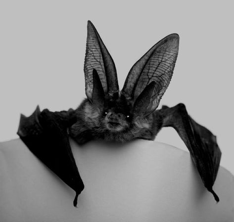 Creature Oc, Fox Bat, Oc Reference, Bat Tattoo, Baby Bats, Cute Bat, Pretty Animals, Silly Animals, Cute Creatures