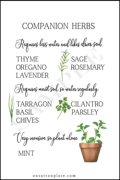 Herbs In Containers, List Of Herbs, Different Types Of Plants, Small Herb Gardens, Outdoor Herb Garden, Medicinal Herbs Garden, Gardening Herbs, Herb Containers, Diy Herb Garden