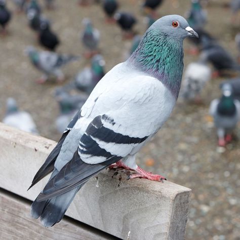 Pet Pigeon, Cute Pigeon, Pigeon Pictures, Pigeon Breeds, Bird Barn, Pigeon Bird, Birds Wallpaper, Pigeon Pose, Bird Wallpaper