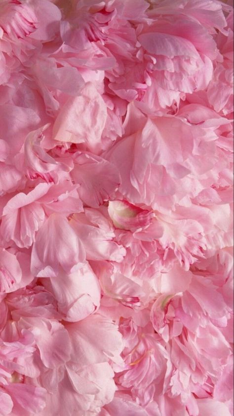 Peony Wallpaper, Trendy Wallpaper, All Pink, Nature Plants, Samsung Wallpaper, Everything Pink, Pink Princess, Flower Backgrounds, Photography Backdrop