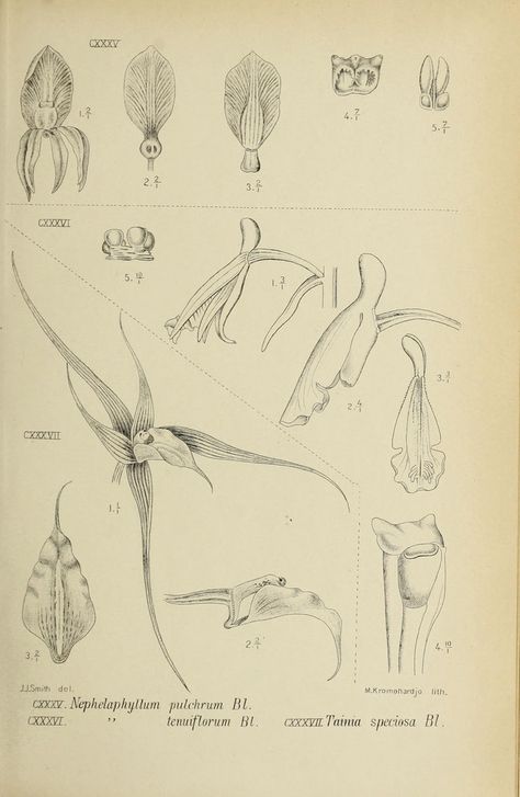 Die orchideen von Java /.Leiden :E. J. Brill,1905-1914..biodiversitylibrary.org/page/45826138 Orchid Mantis Drawing, Orchid Anatomy, Flowers Anatomy, Flower Anatomy, Orchid Illustration, Orchid Mantis, Orchid Tattoo, Botanical Drawings, Orchid Flower