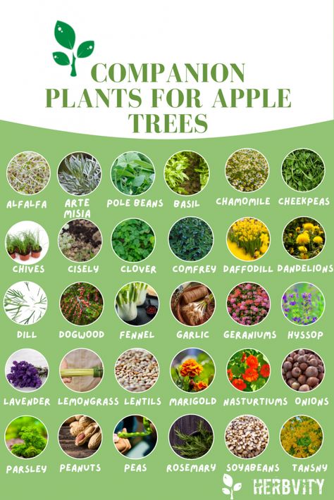 Companion plant infographic for apple trees Companion Fruit Trees, Companion Planting Apple Trees, Apple Tree Landscaping Ideas, Where To Plant Apple Trees, Orchard Companion Planting, Apple Companion Plants, Nut Tree Guild, Tree Guild Companion Planting, Apple Tree Guild Companion Planting