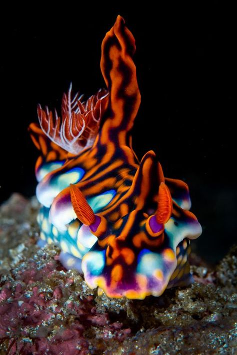 Foto Macro, Creature Marine, Fauna Marina, Bawah Air, Deep Sea Creatures, Beautiful Sea Creatures, Water Animals, Sea Slug, Underwater Creatures