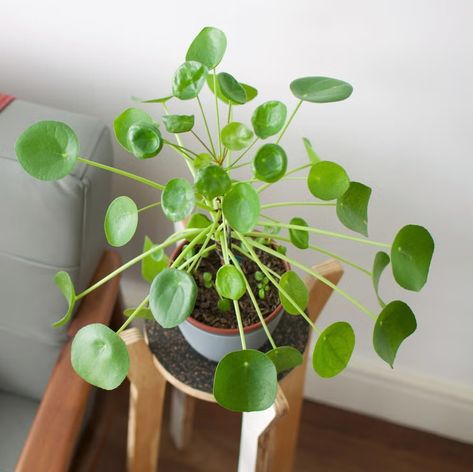 good luck plants pilea Good Luck Plants, Garden Station, Rosemary Plant, Feng Shui Principles, Lucky Plant, Mediterranean Plants, Chinese Money Plant, Lucky Bamboo, Growing Plants Indoors