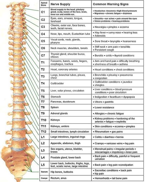 Medical Doctors Worldwide on Instagram: “Spinal nerves function #medical #neurology #nerve #medicalstudent #doctor” My Back Hurts, Nervus Vagus, Human Skeleton Anatomy, Ems Humor, Human Body Organs, Spine Alignment, Middle Back Pain, Chakra Health, Neck Surgery