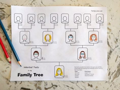 I created another worksheet to go along with the table that helps children gather data about inherited traits from their family members. I figured it would be fun to map out what they know o… Third Grade Science Activities, 3rd Grade History, Grade 9 Science, Genetics Activities, Tree Worksheet, Family Tree For Kids, Inherited Traits, Family Tree Worksheet, Life Science Activities