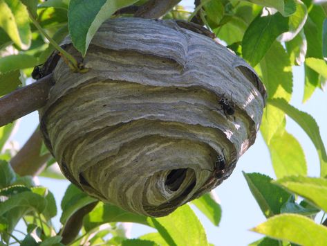 Utah paper wasps: Our most familiar paper wasps belong to the genus Polistes and make their nests under your home's roof eaves and deck railings. Dnd Humor, Animal Architecture, D D Funny, Dnd Things, Hornets Nest, Wasp Nest, Dungeons And Dragons Memes, Dragon Memes, Dnd Funny