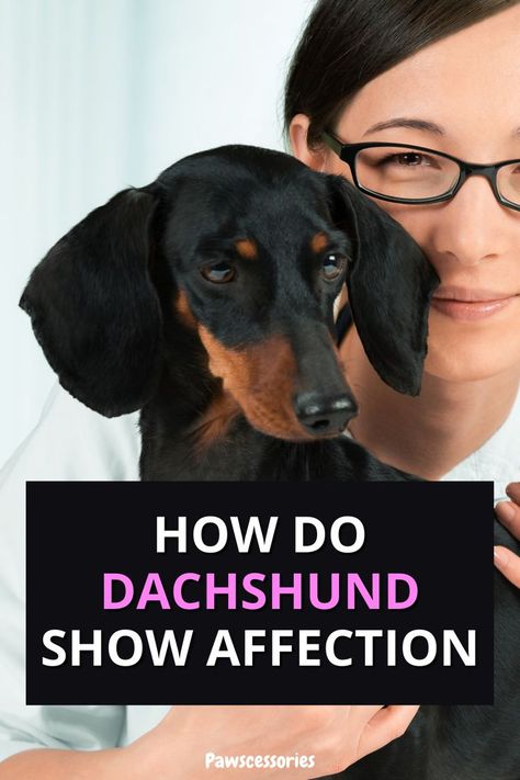 In this post you’ll discover all the interesting ways your dachshund shows affection. #5 is probably the most irritating and #7 is really quite funny. Dachshund Bed, Dachshund Facts, Dachshund Birthday, Dachshund Training, Dachshund Funny, Dachshund Puppy Miniature, Funny Dachshund, Dachshund Puppy, Dachshund Love