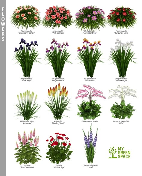 Which one of these beautiful flowers do you like to plant in your garden? #flowers #gardening #summer #gardeninspo Garden Front Porch, Can Flowers, Longfield Gardens, Flower Garden Plans, Yard Landscaping Simple, Landscaping Simple, Container Gardening Flowers, Front Yard Landscaping Simple, Front House Landscaping