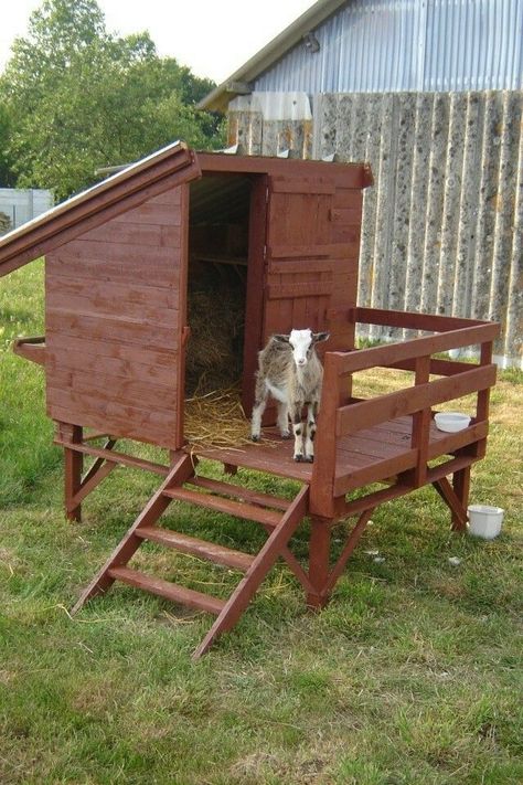 Goat Hay Feeder, Goat Playground, Goat Shed, Livestock Shelter, Goat Shelter, Goat Pen, Mini Goats, Pet Goat, Goat House