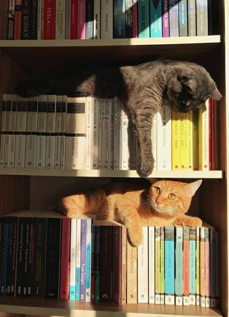 Cats Books, Cats And Books, Image Chat, Two Cats, Cat Books, Cat Person, Cat Aesthetic, I Love Cats, Silly Cats