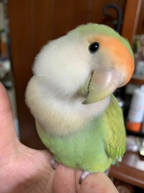 Cute Pet Birds, Love Birds Pet, Bird Pet, Birds Cute, Birds Pet, Parrot Pet, Love Bird, Parrot Bird, Funny Birds