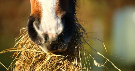 inflammatory airway disease (IAD Veterinary Doctor, Equine Clothing, Horse Transport, Canadian Horse, Irish Sport Horse, Horse Nutrition, Horse Hay, Grass Hay, Horse Manure