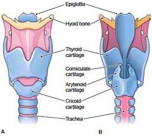 Speech Language Pathology Grad School, Hyoid Bone, Human Body Systems Projects, Body Systems Project, Med School Study, Human Body Structure, Muscles Of The Neck, Medicine Notes, Dental Hygiene School