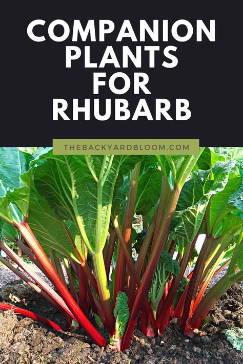 Companion Plants For Rhubarb Planting Rhubarb, Rose Companion Plants, Rhubarb Rhubarb, Cabbage Broccoli, Companion Planting Guide, Rhubarb Plants, Companion Gardening, Garden Companion Planting, Vegetable Patch