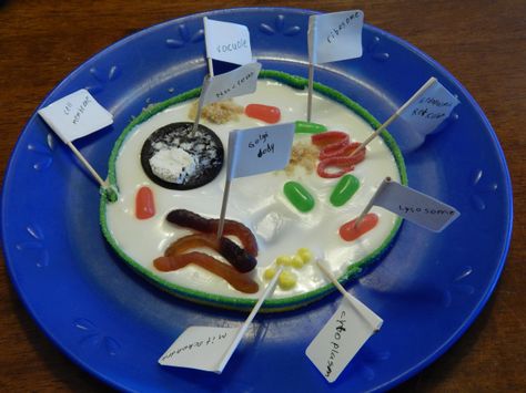 Candy Cell Model, 3d Cell Project, 3d Plant Cell, Plant Cell Project, Cell Model Project, Plant Cell Model, Cell Project, Cell Diagram, 3d Cell