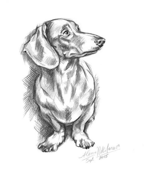 Dachshund Sketch, Dachshund Portrait, Dachshund Drawing, Dachshund Painting, Animal Drawings Sketches, Tattoo Dog, Dachshund Art, 강아지 그림, Wiener Dogs