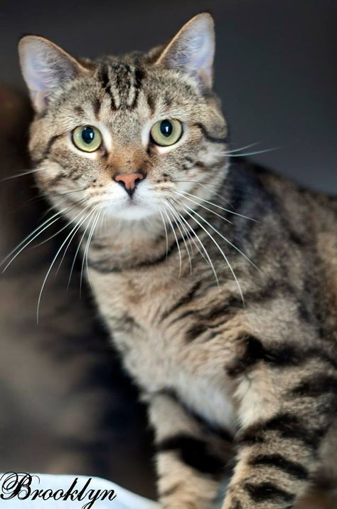 Brooklyn, DSH Brown Tiger, 1 year old Male. Dsh Cat, Tiger Striped Cat, Brown Tiger, Striped Cat, Tiger Stripes, Animal Care, Wild Things, Cat Adoption, Beautiful Cats