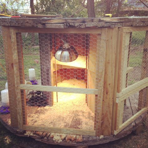 The chicken coop I built today out of an old electrical spool. Spool Chicken Coop, Chicken Coop Wire, Spool Projects, Chicken Brooder, Spool Ideas, Coop Decor, Chicken Roost, Garden Landscaping Diy, Chicken Coop Decor