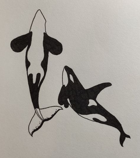 Orca Ink Drawing, Simple Orca Drawing, Aesthetic Whale Drawing, Orca Aesthetic Art, Orca From Above, Orca Tattoo Back, Orcas Drawings, Orca Drawing Realistic, Orca Drawing Pencil