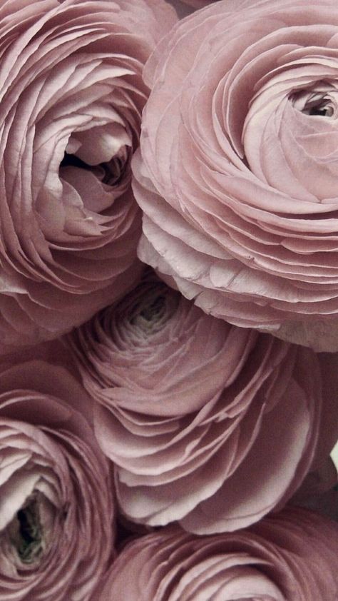 Whimsy Goth Room, Beautiful Wallpapers For Iphone, Rosé Aesthetic, Pastel Pink Aesthetic, Flower Therapy, Beauty Images, Floral Poster, Beautiful Flower Arrangements, Pink Vibes